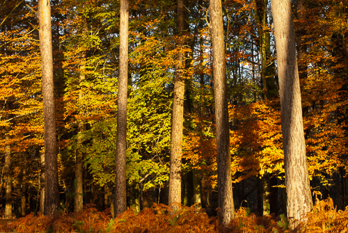 Bolderwood, Autumnal Trunks